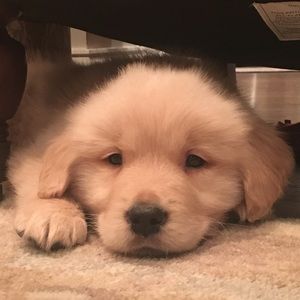 Meet your Posher, Maddie